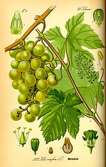 Illustrazione  Vitis Vinifera.jpg